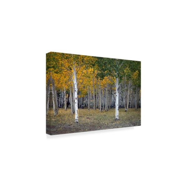 J.D. Mcfarlan 'Dixie Forest, Ut' Canvas Art,22x32